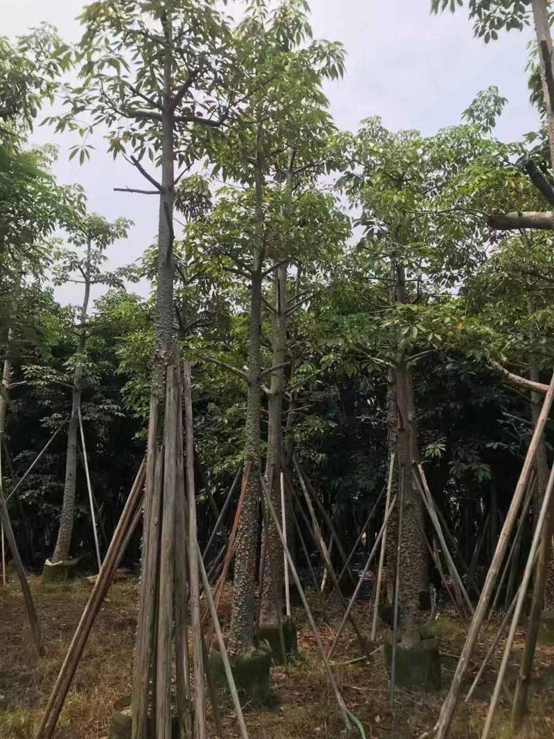 本地木棉出售一批靓货，，