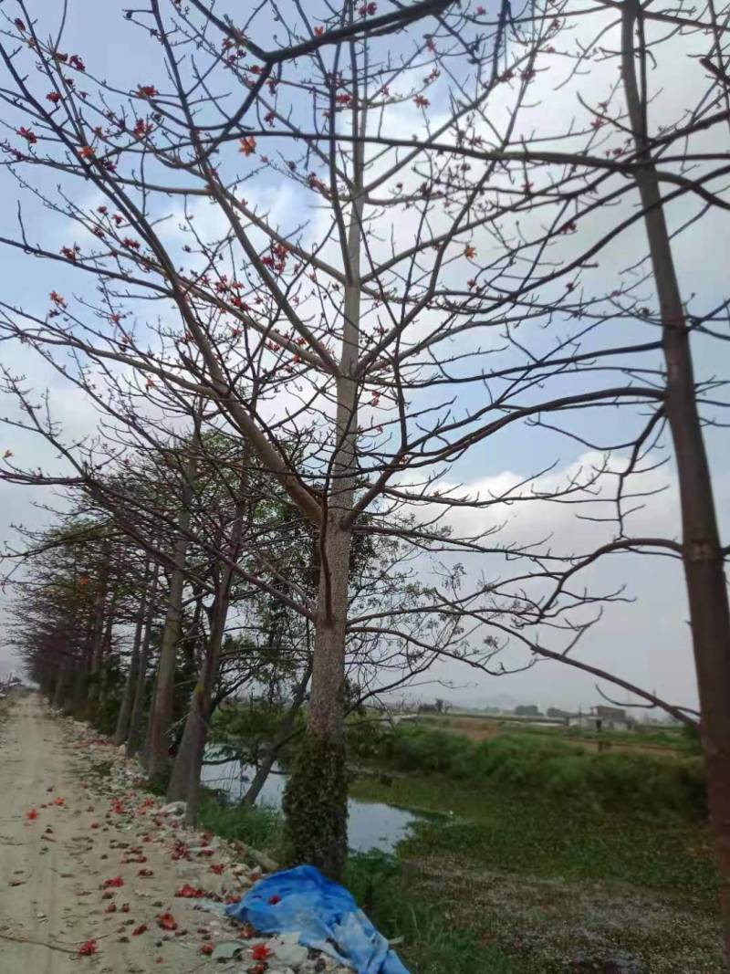 本地木棉出售一批靓货，，