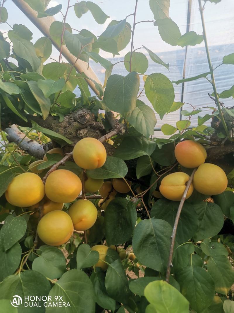山东临沂沂蒙山金太阳杏大量上市了，可以代收代发