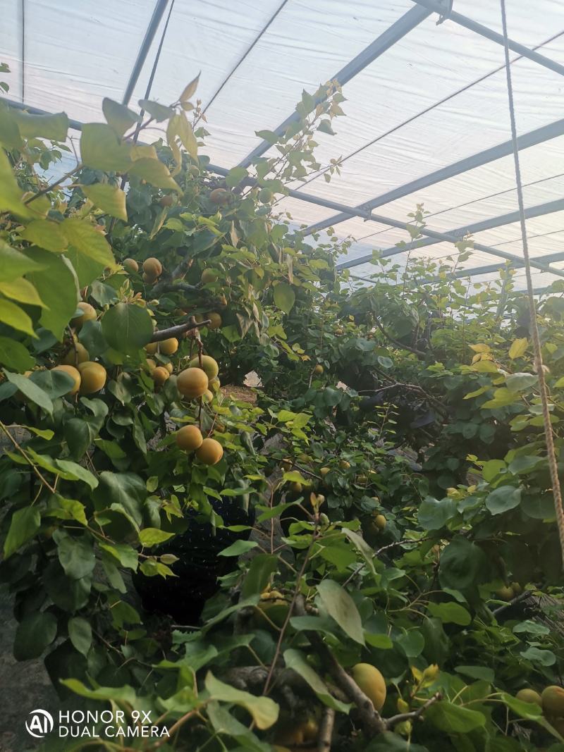山东临沂沂蒙山金太阳杏大量上市了，可以代收代发