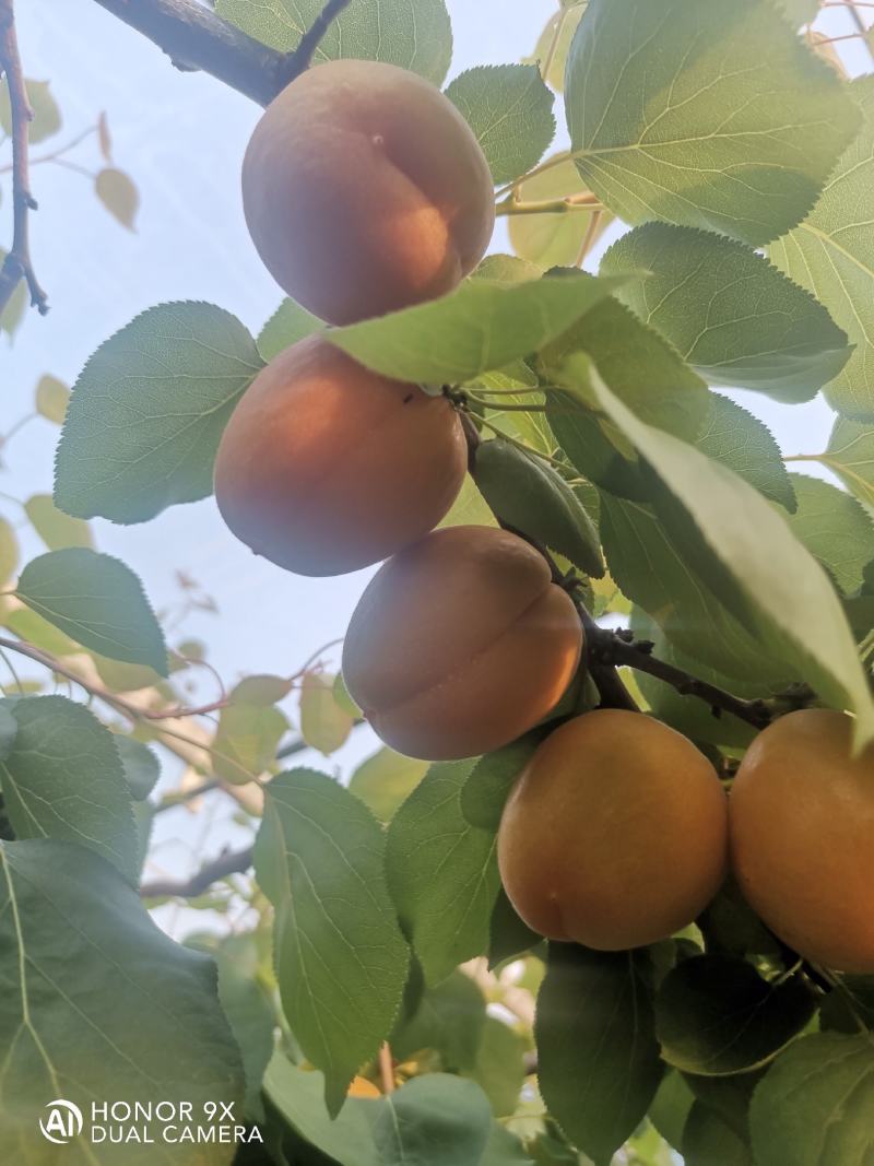 山东临沂沂蒙山金太阳杏大量上市了，可以代收代发
