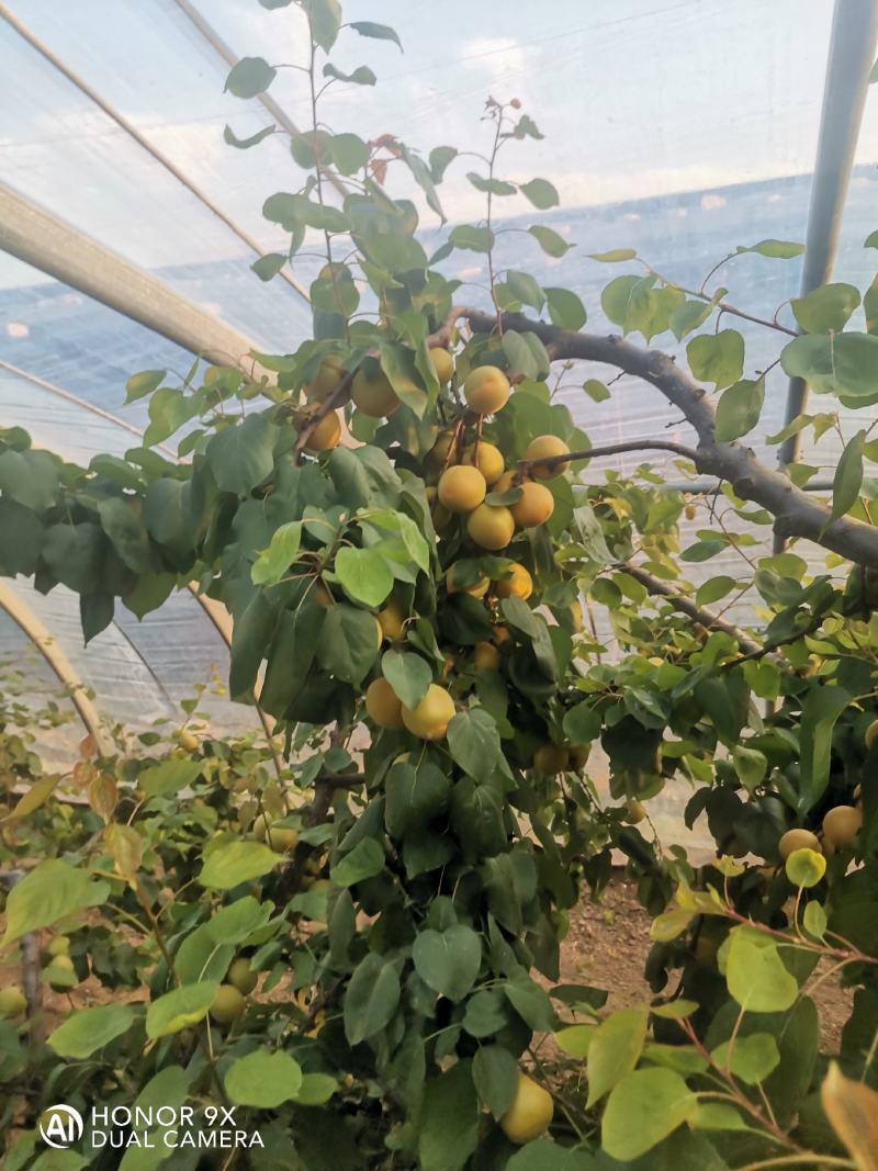 山东临沂沂蒙山金太阳杏大量上市了，可以代收代发