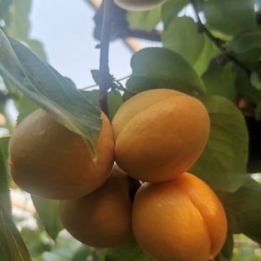 山东临沂沂蒙山金太阳杏大量上市了，可以代收代发