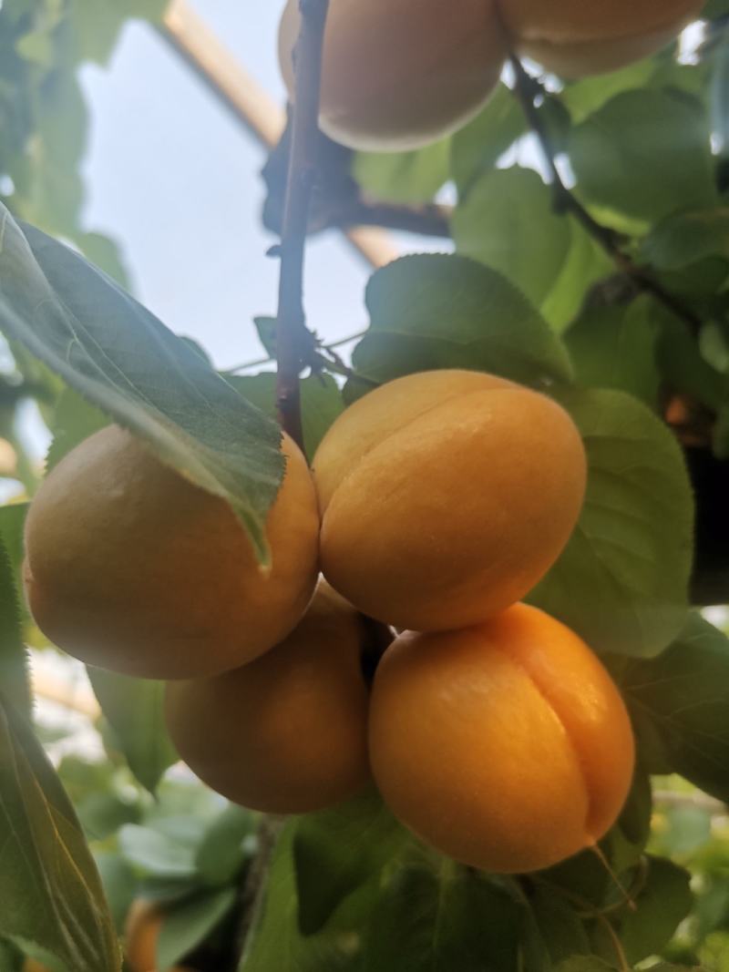 山东临沂沂蒙山金太阳杏大量上市了，可以代收代发