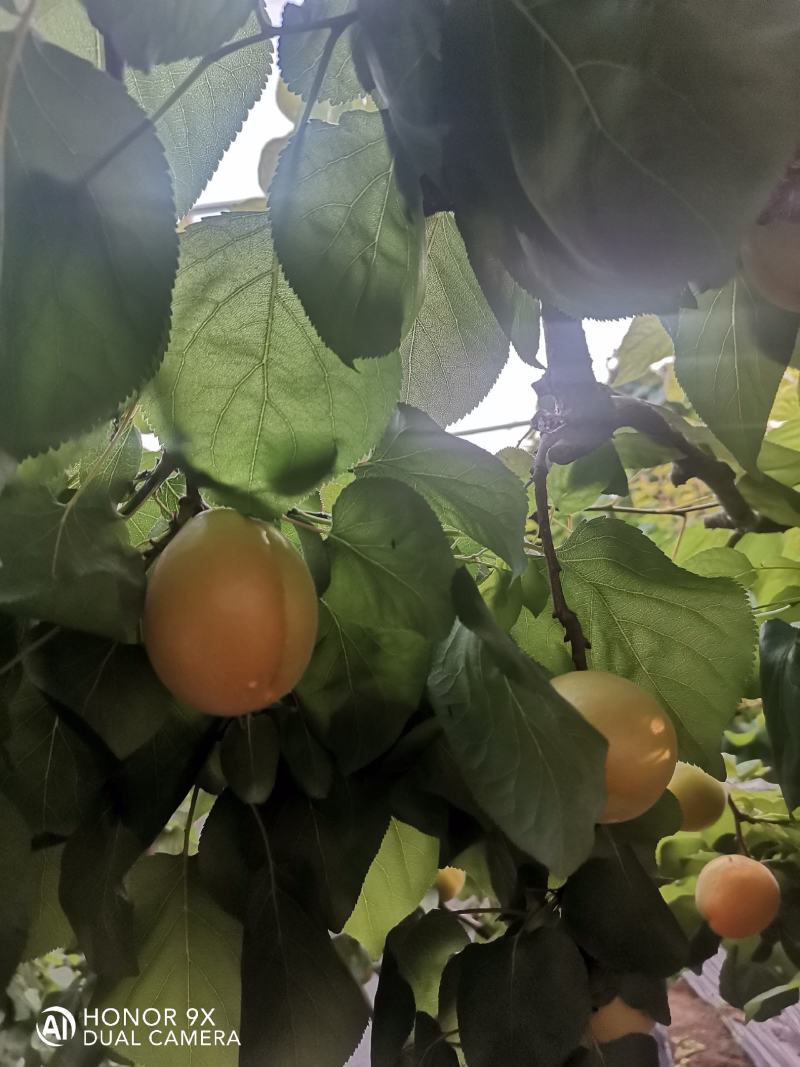 山东临沂沂蒙山金太阳杏大量上市了，可以代收代发