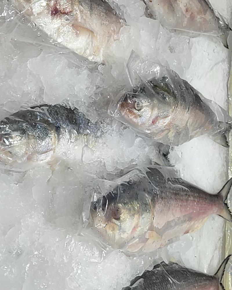 缅甸冰鲜鲥鱼