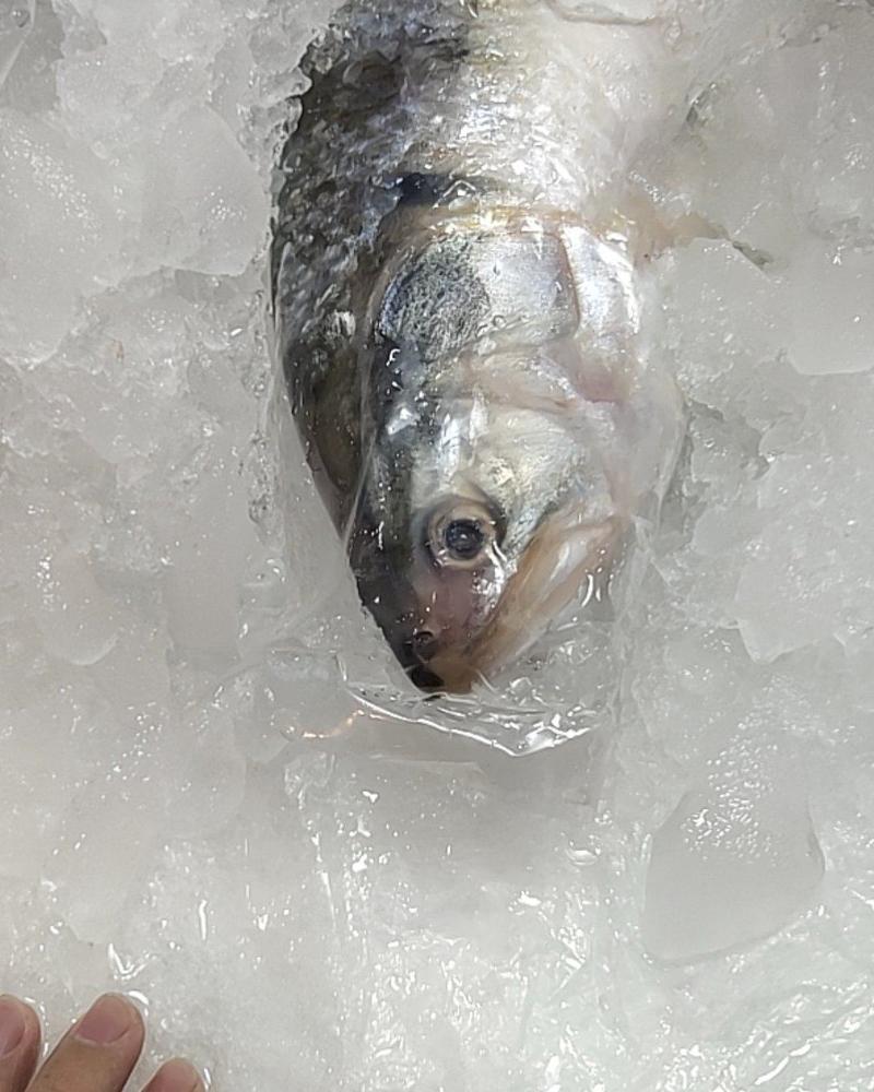 缅甸冰鲜鲥鱼
