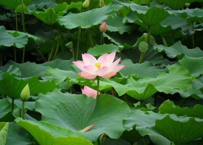 荷花苗价格荷轩园林基地直供包种植保成活