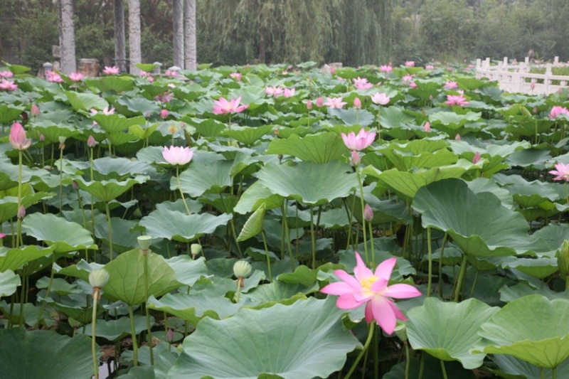 荷花苗价格荷轩园林基地直供包种植保成活