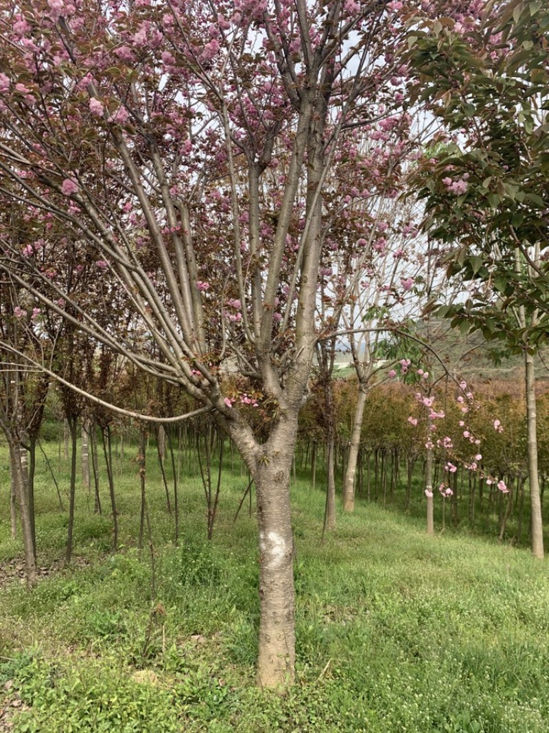 专业出售樱花3-25公分，自家百亩苗圃