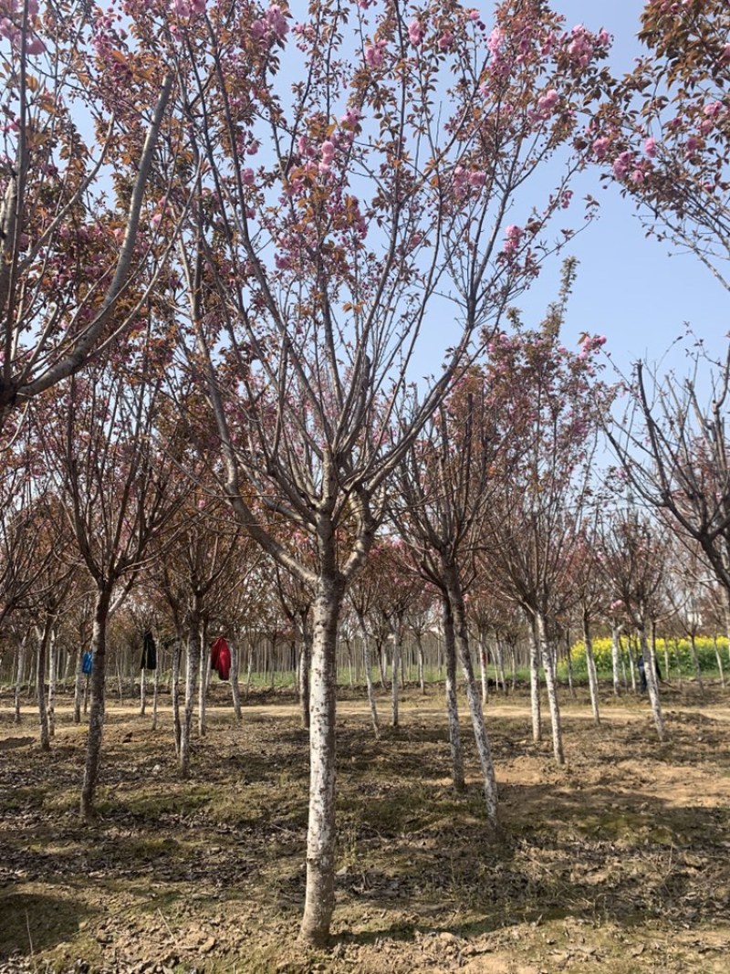 专业出售樱花3-25公分，自家百亩苗圃