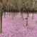 专业出售樱花3-25公分，自家百亩苗圃