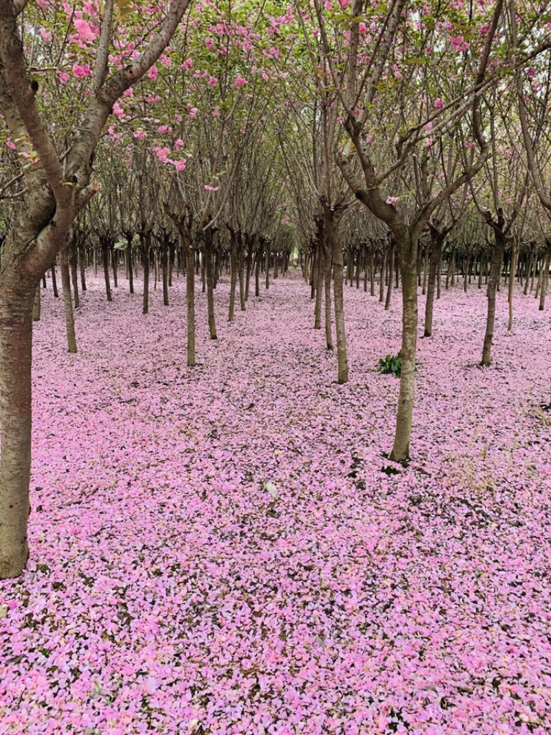 专业出售樱花3-25公分，自家百亩苗圃