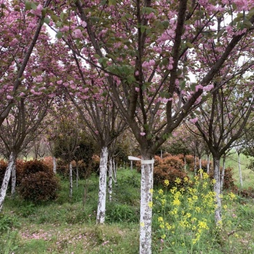 专业出售樱花3-25公分，自家百亩苗圃