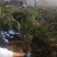 沙地柏小苗盆装沙地柏