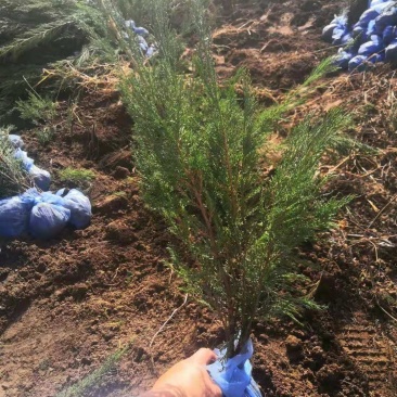 沙地柏小苗盆装沙地柏