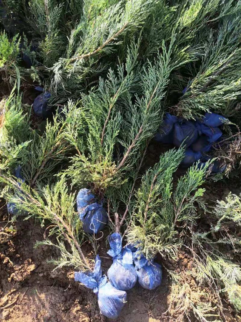 沙地柏小柏树盆装沙地柏小苗沙地柏土球无纺