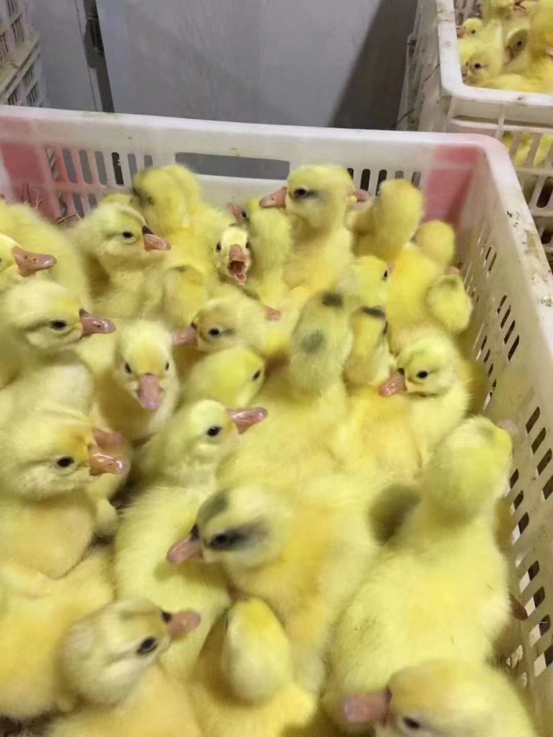 大三花鹅苗常年供应量大从优