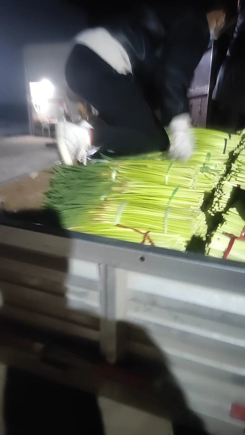 河南红帽蒜薹大量上市产地直发一手货源欢迎新老客户采购