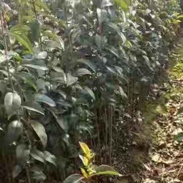 乔灌木大叶女贞小苗，一年生