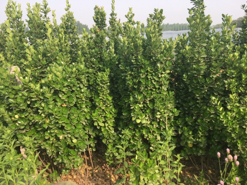 小叶黄杨苗，北海道黄杨，基地直供，价格公道，绿篱，易成活
