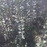 小叶黄杨苗，北海道黄杨，基地直供，价格公道，绿篱，易成活