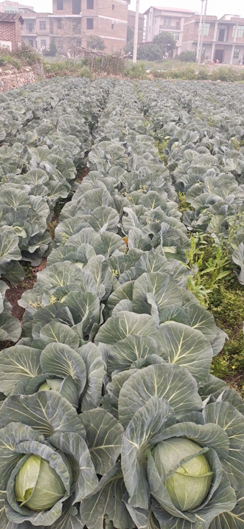 铁包，圆铁包，出口标准，东北泡菜用，菜包用1000亩基地