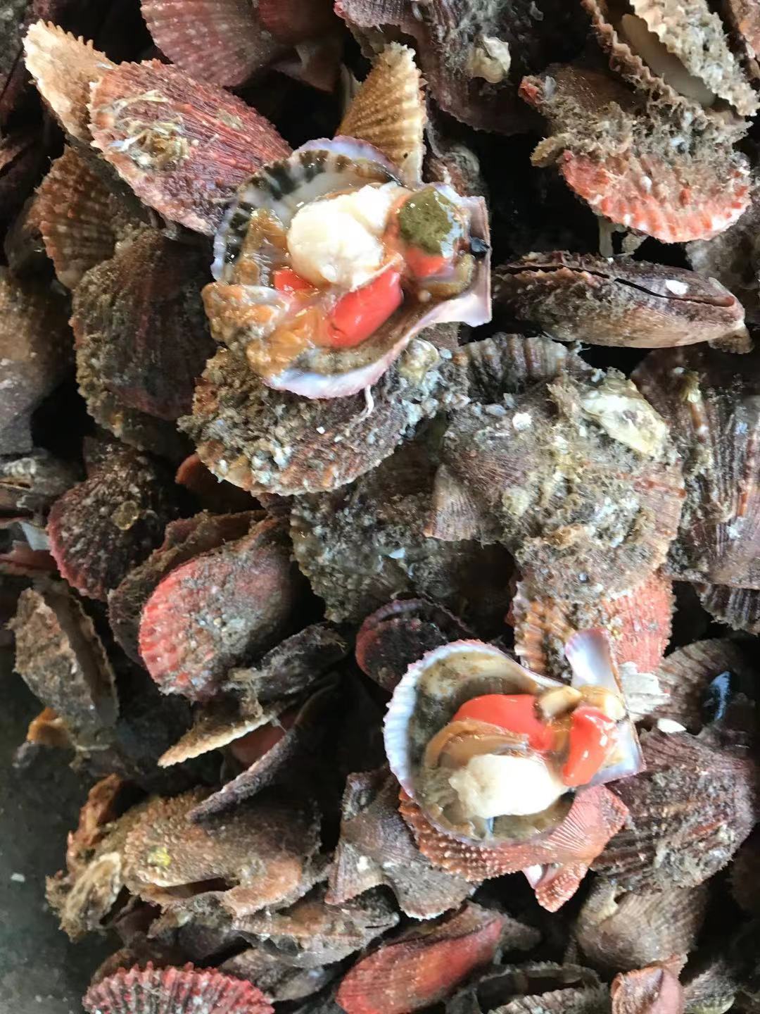 扇贝烧烤扇贝刺贝鲜活带黄红贝江苏连云港海头直发