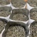 白亳银针2025头春首采福鼎白茶高山花香冰糖甜500g