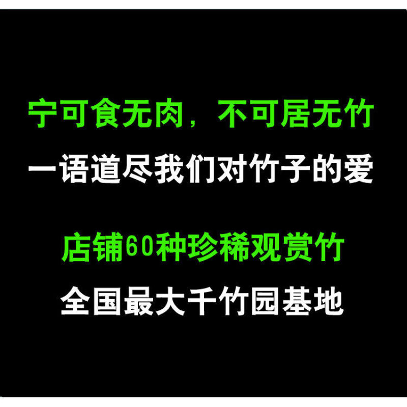 琴丝竹金玉满堂黄金间碧竹子君观赏竹苗庭院室内绿
