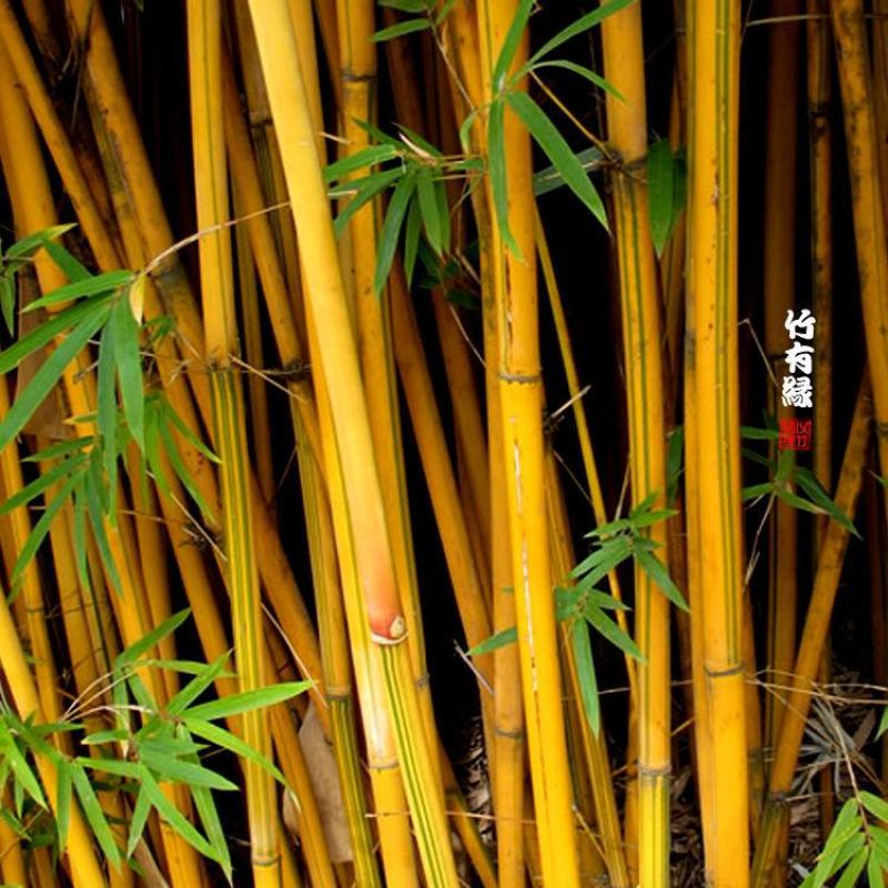 琴丝竹金玉满堂黄金间碧竹子君观赏竹苗庭院室内绿