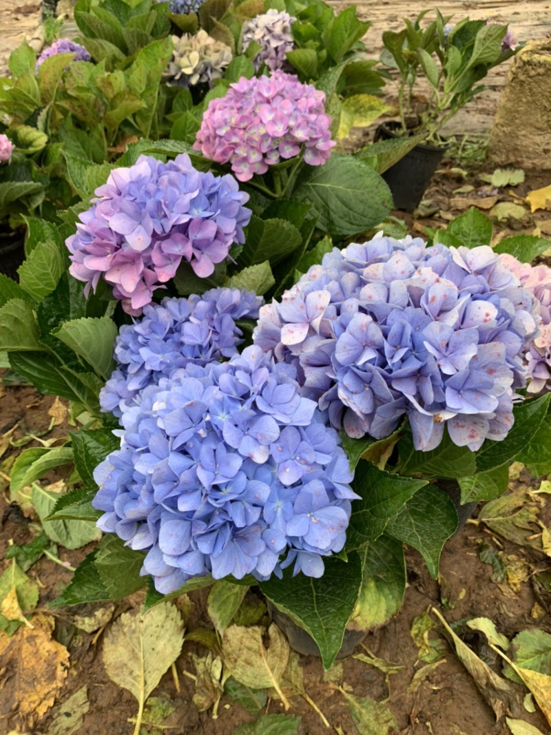 绣球苗又名无尽夏，八仙花基地直供质优价廉