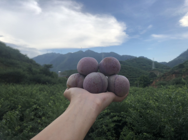 钱排三华李/礼品果/社区团购/连锁超市/