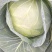 圆包菜，铁包，扁包菜，菜包用，食品厂，东北泡菜用，量大