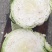 圆包菜，铁包，扁包菜，菜包用，食品厂，东北泡菜用，量大