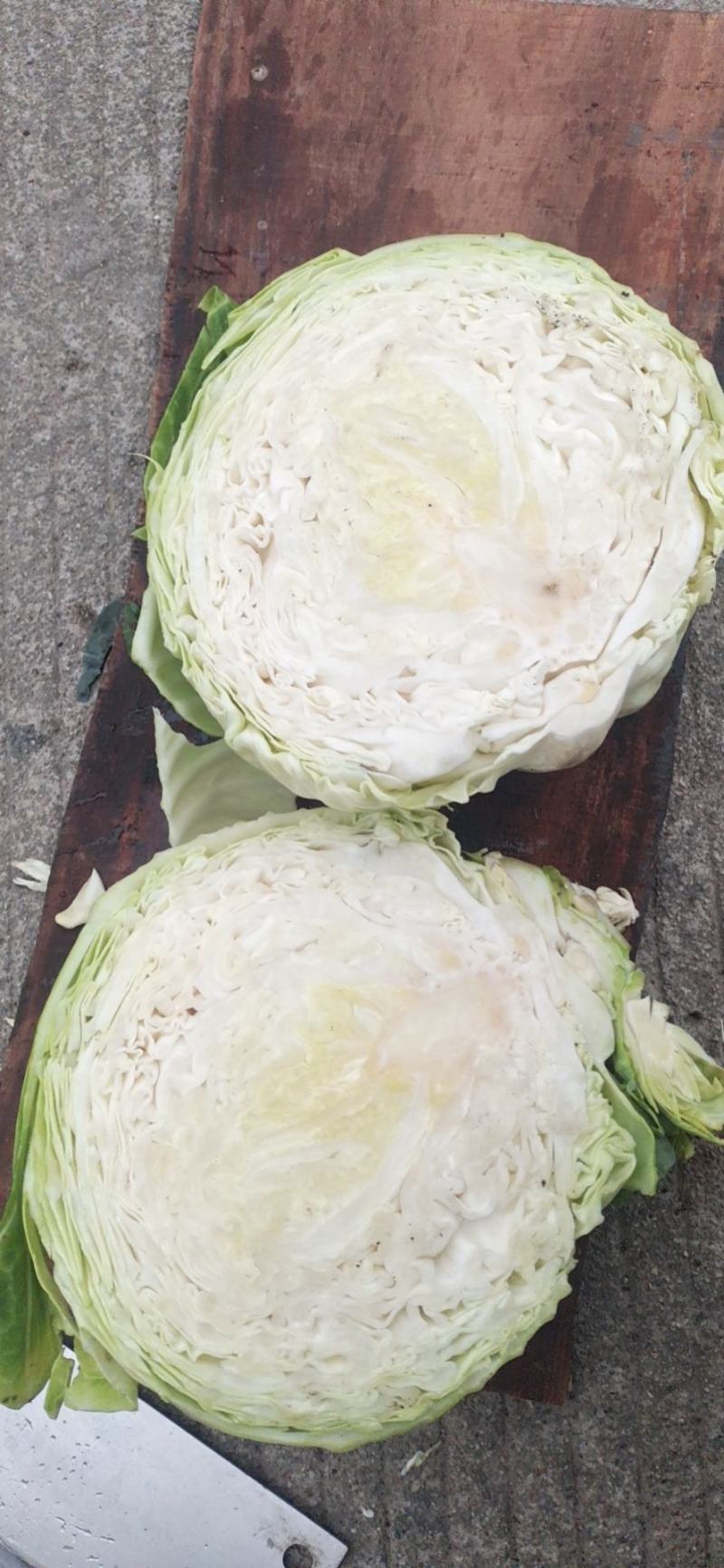 圆包菜，铁包，扁包菜，菜包用，食品厂，东北泡菜用，量大