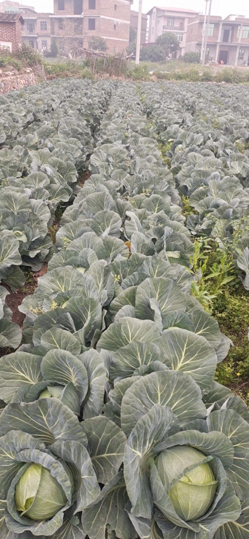 圆包菜，铁包，扁包菜，菜包用，食品厂，东北泡菜用，量大