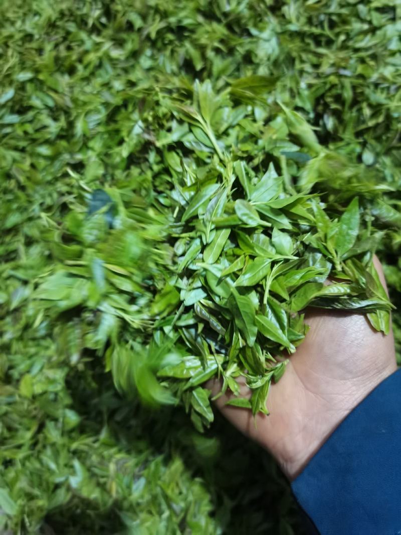 小苦丁(青山绿水)产地加工直销