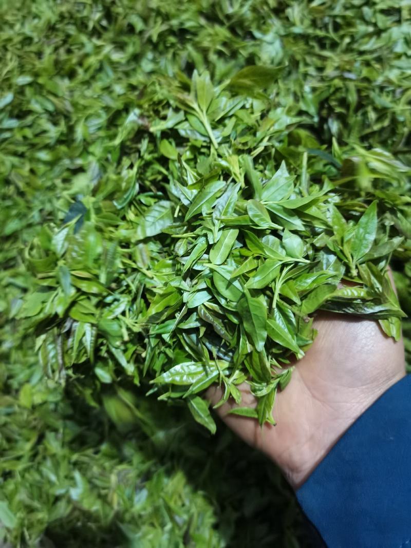 小苦丁(青山绿水)产地加工直销