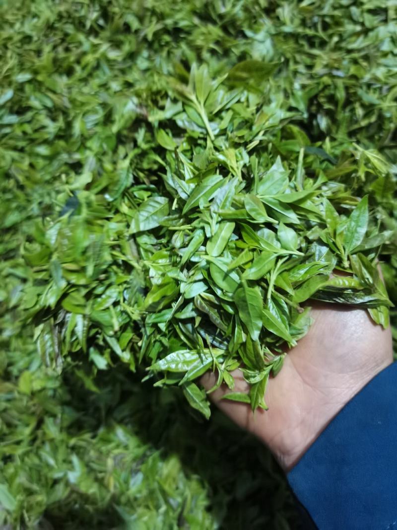 小苦丁(青山绿水)产地加工直销