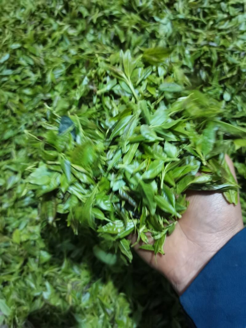 小苦丁(青山绿水)产地加工直销