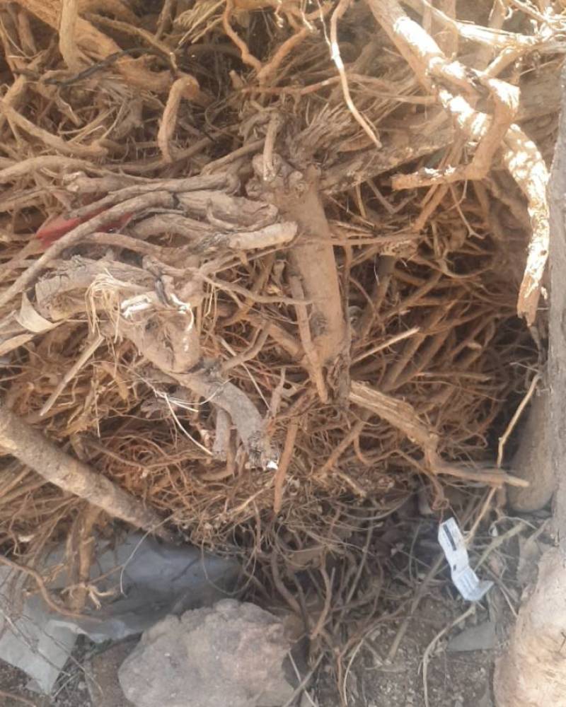九年苦参辽宁兴城。价格面议