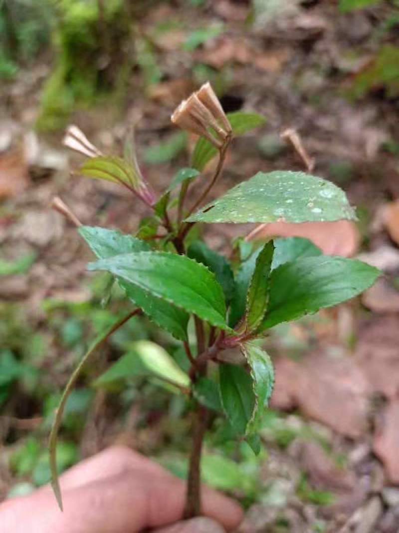 云南野生风柜斗草干货