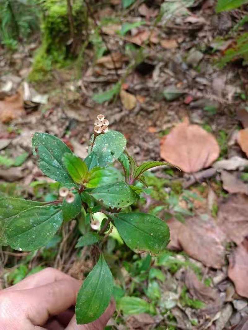 云南野生风柜斗草干货