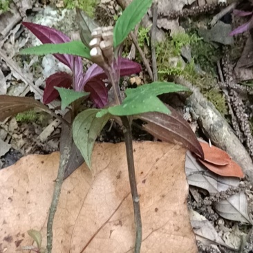 云南野生风柜斗草干货