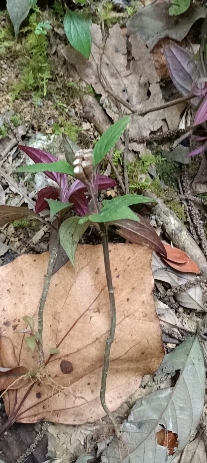 云南野生风柜斗草干货