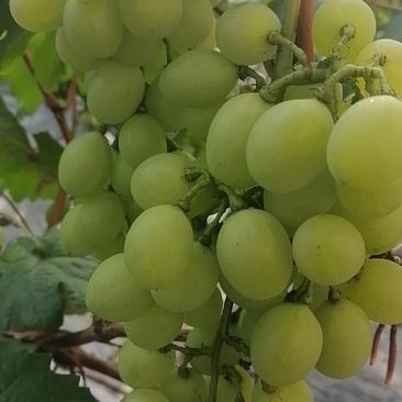 山东省临沂市优质维多利亚葡萄大量供应，货源充足！