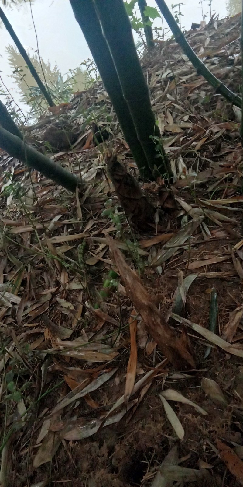 雷笋羊尾笋正宗细叶乌头雷竹羊毛笋竹笋特别细腻脆嫩鲜香汤白