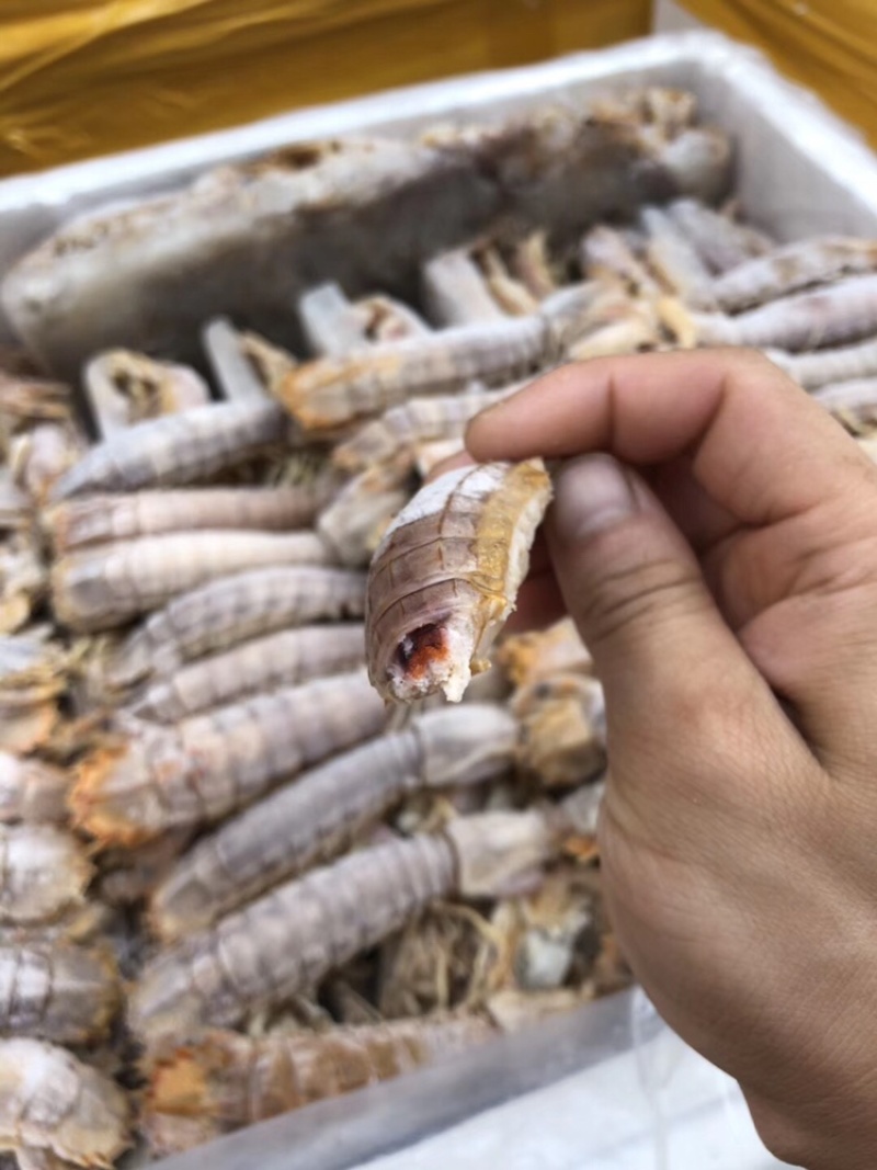 皮皮虾常年供应鲜活虾婆熟冻全母带膏全公