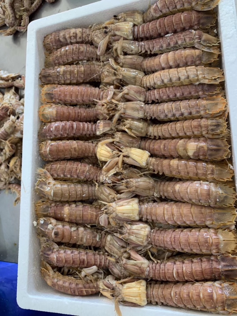 皮皮虾常年供应鲜活虾婆熟冻全母带膏全公